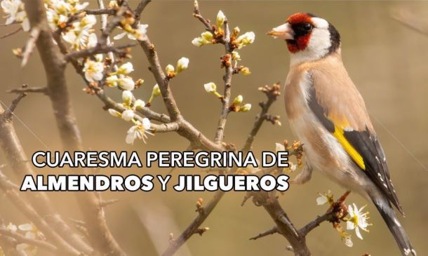Cuaresma peregrina de almendros y jilgueros